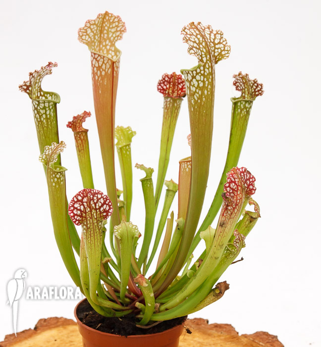 Sarracenia x farnhamii hybrid