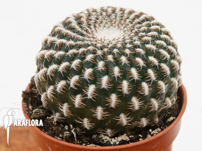 Sulcorebutia species