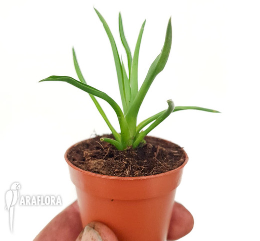 Brocchinia-reducta-Starter-2