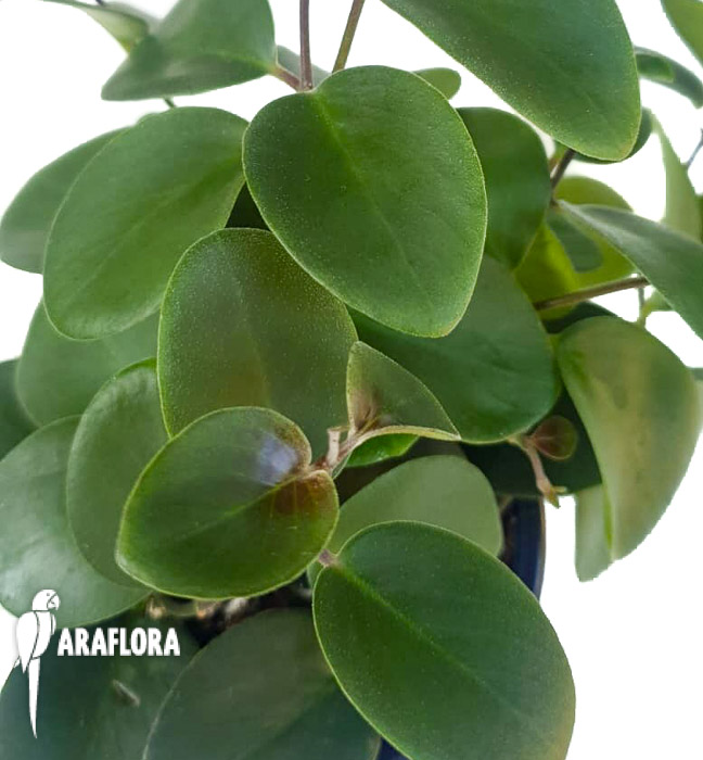 Aeschynanthus-spec-Mulu-4