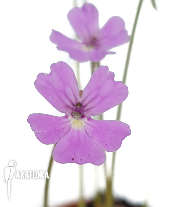 Pinguicula-emarginata-red-x-gypsicola-6