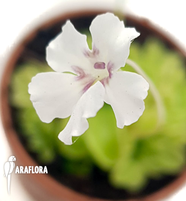 Pinguicula-rotundiflora-x-emarginata-5