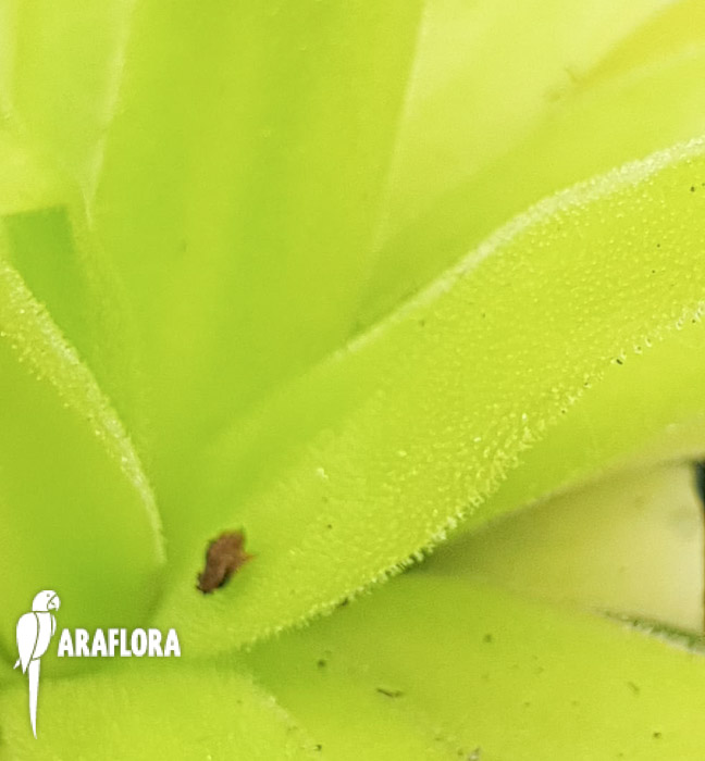 Pinguicula-x-aphrodite-b-4