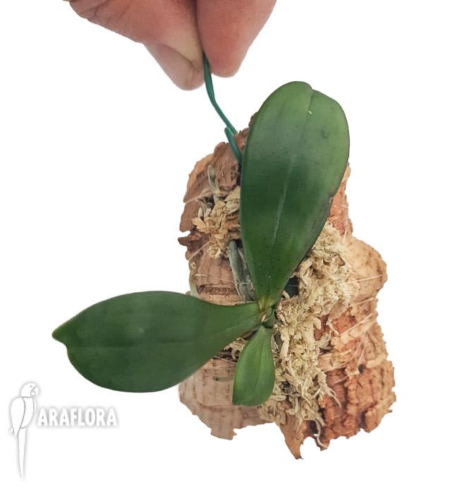 Aerangis bouarensis 2