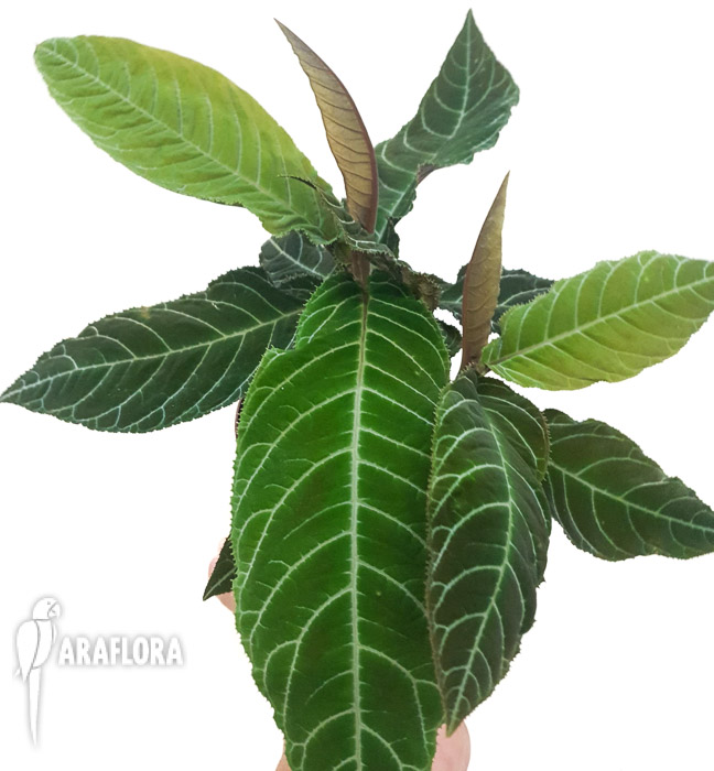 Ardisia gigantifolia4