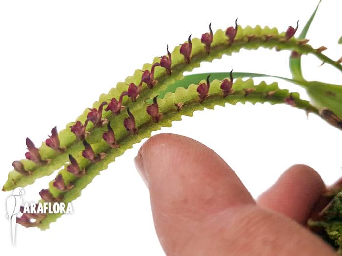 Bulbophyllum aff. falcatum mini-19