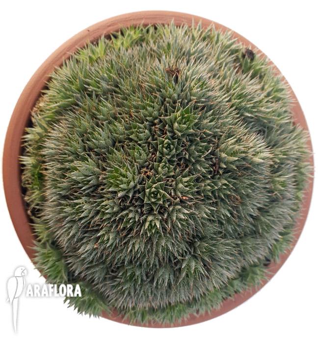 Deuterocohnia brevifolia 4