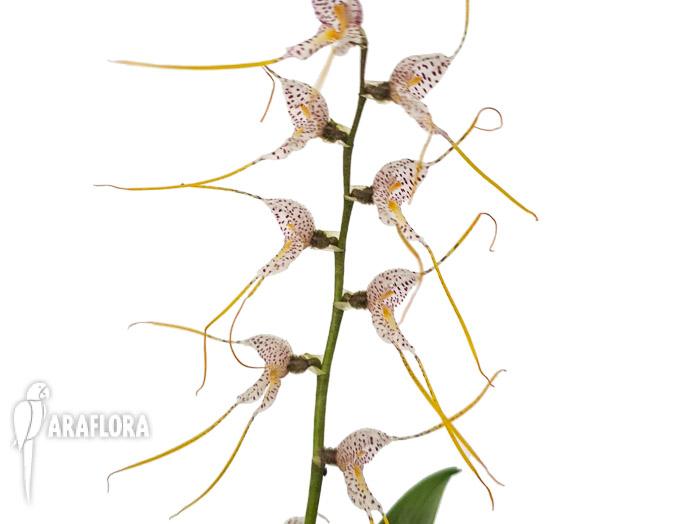 Masdevalllia polysticta blue 1