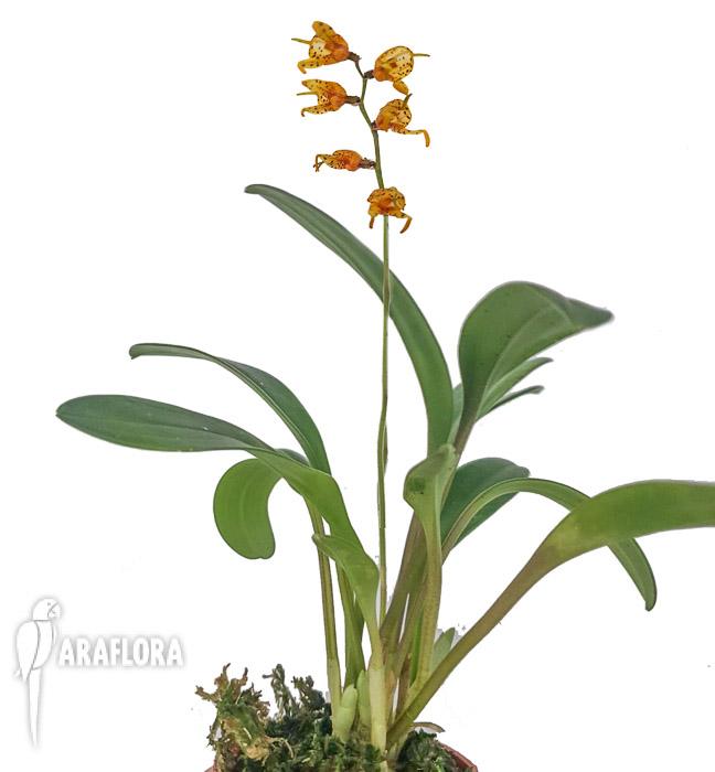 Masdevalllia polysticta yellow 2