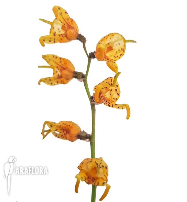 Masdevalllia polysticta yellow 3