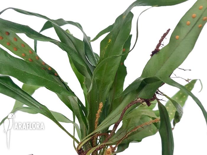 Microgramma sp ‘Costa rica’-7