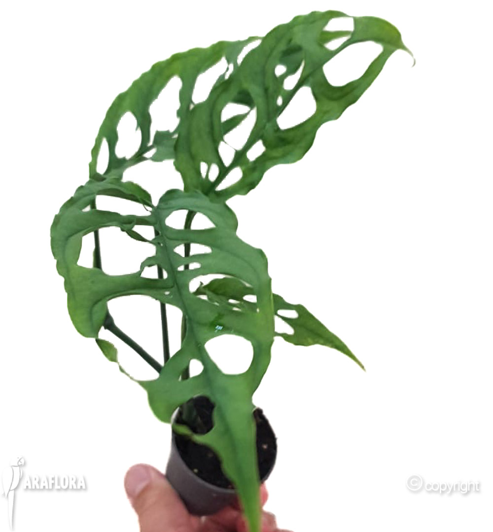 Monstera oblique ‘Peru’-20