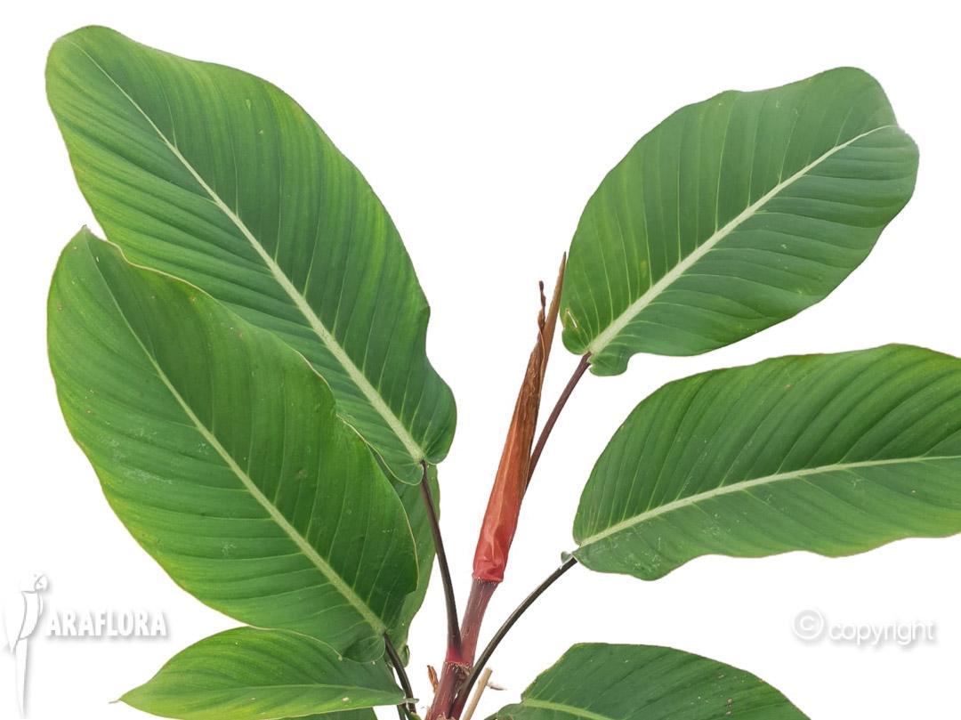 Philodendron geniculatum ‘Jet Streak’ 1