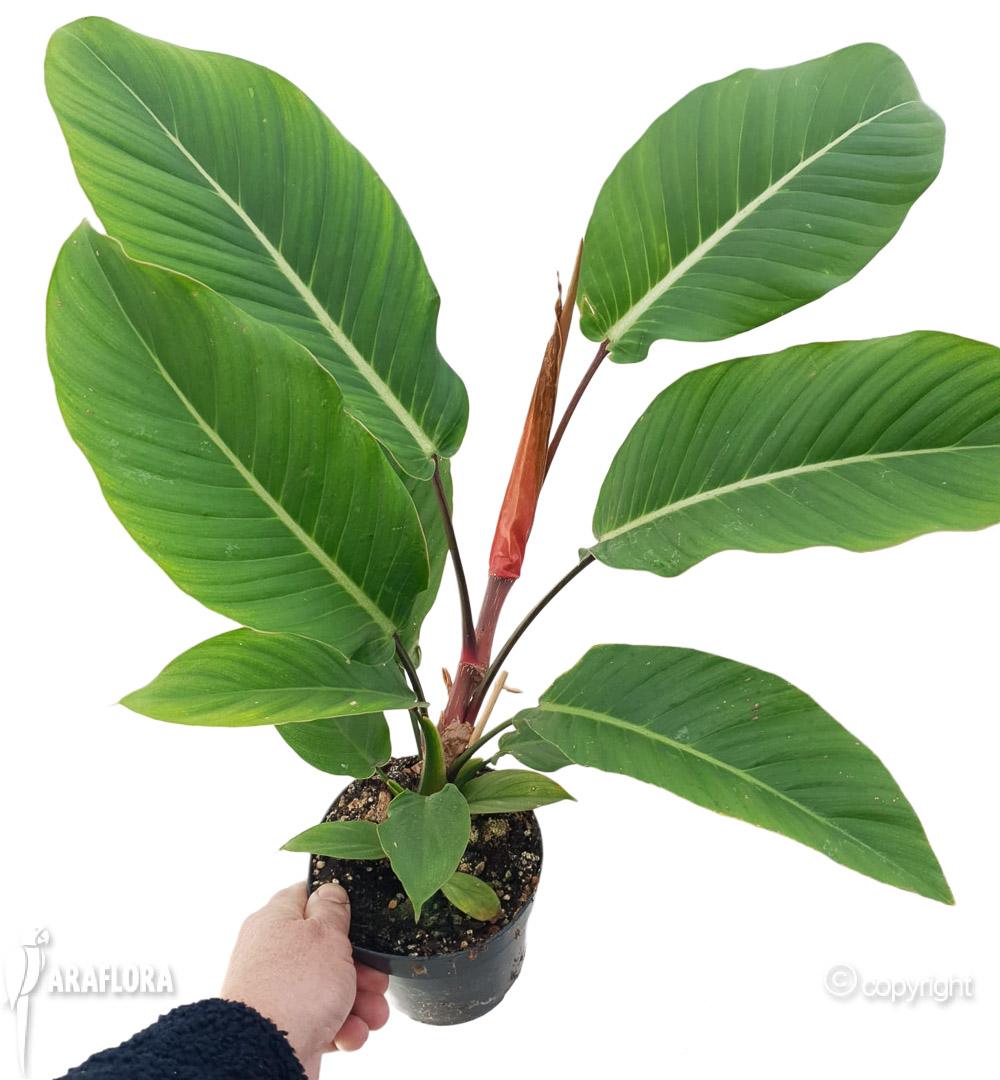 Philodendron geniculatum ‘Jet Streak’ 2