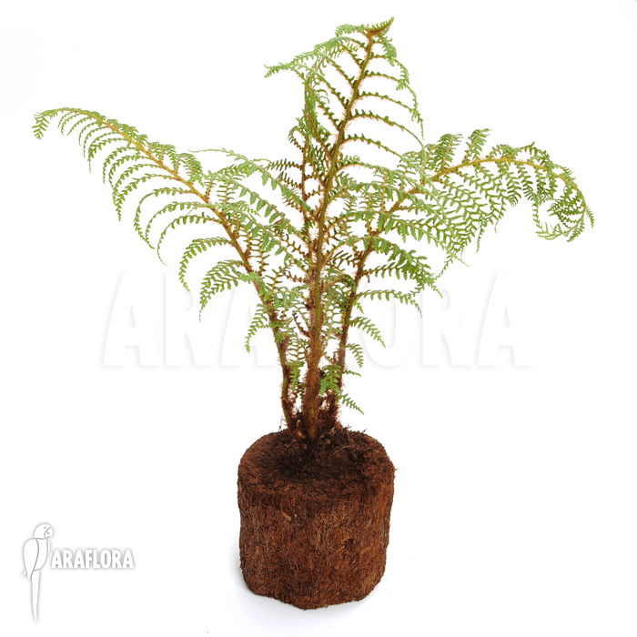 Screenshot 2025-11-12 at 12-49-06 Araflora exotic flora & more – Tree fern ‘Cyathea tomentosissima’ (S)