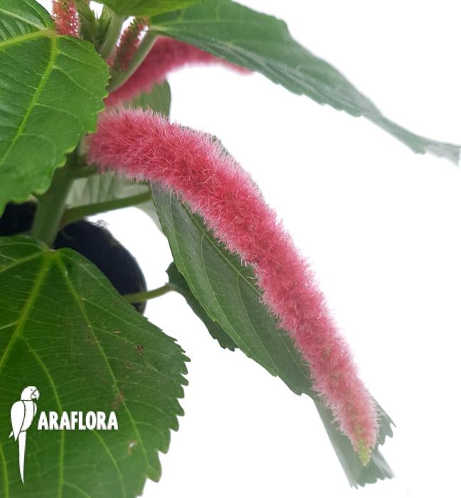 Acalypha hispida-6