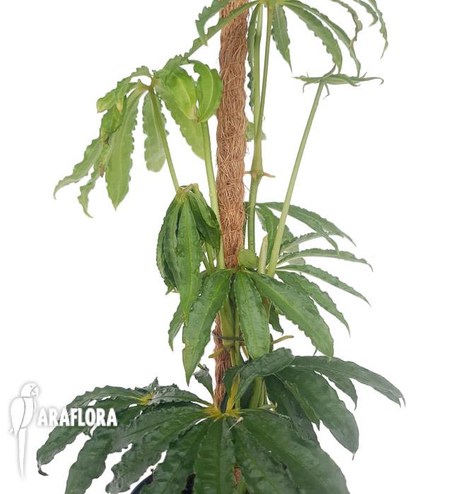 Anthurium polyschistum met stok-12