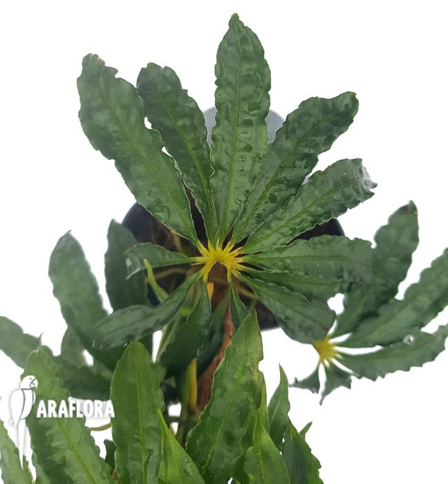 Anthurium polyschistum met stok4