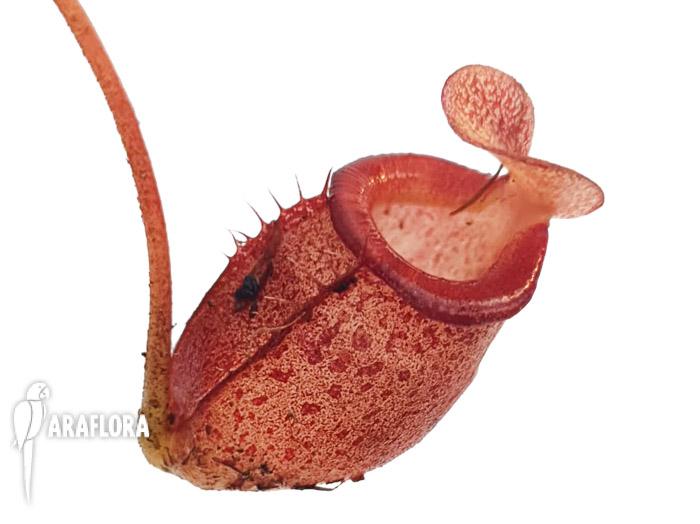 Nepenthes flava