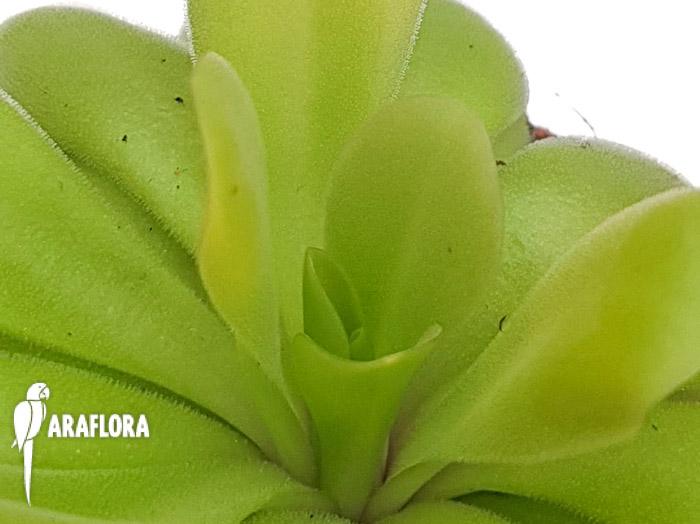 Pinguicula agnate x potosiensis