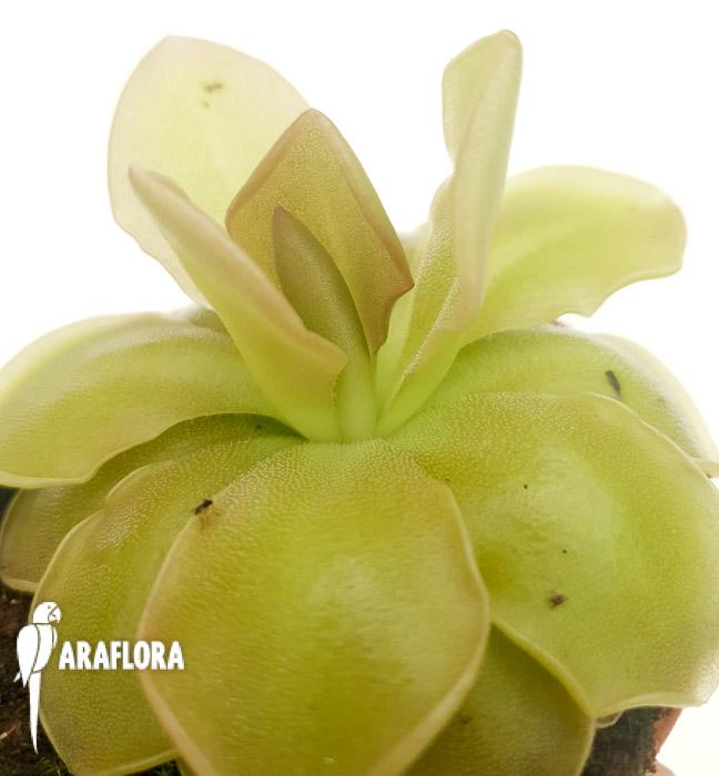 Pinguicula x sethos 3