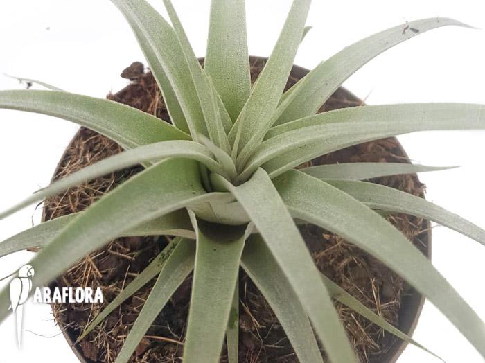 Tillandsia xerographica starter