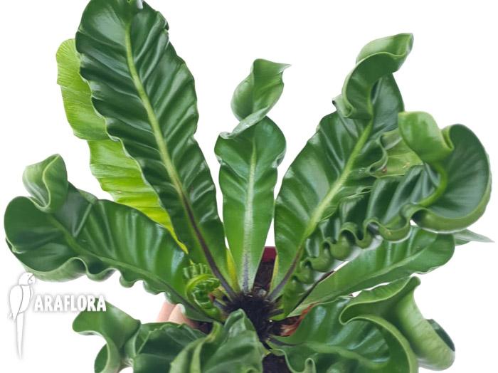 Asplenium nidus ‘Cobra’