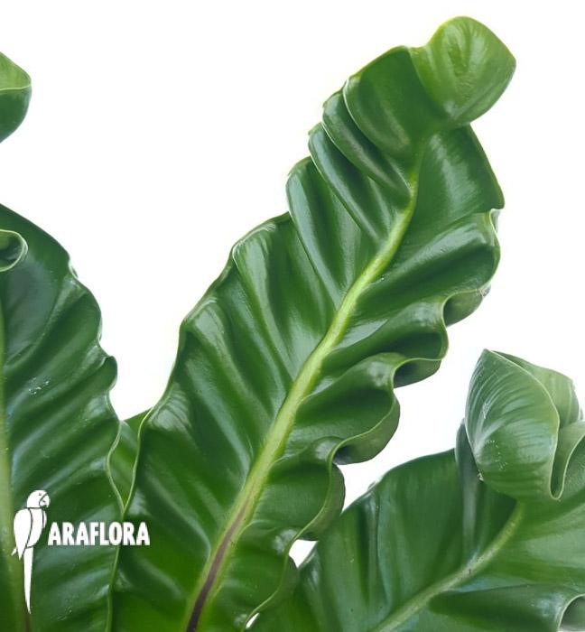 Asplenium nidus ‘Cobra’4