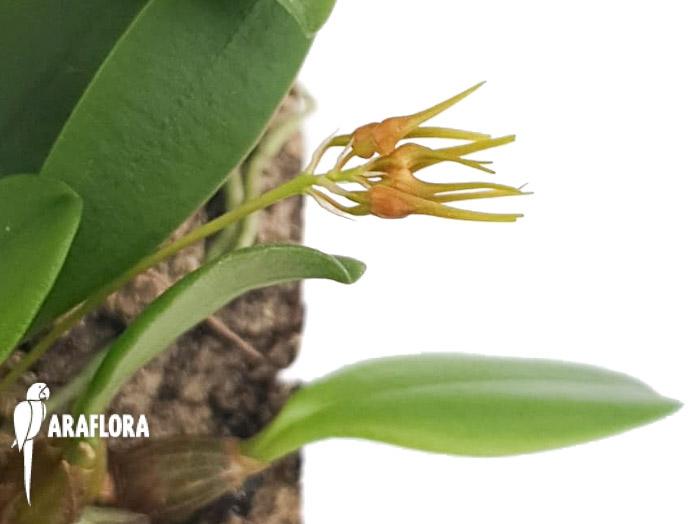 Bulbophyllum taiwanense L