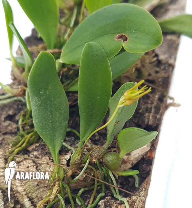 Bulbophyllum taiwanense L6