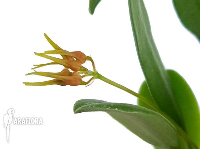 Bulbophyllum taiwanense ‘Starter’