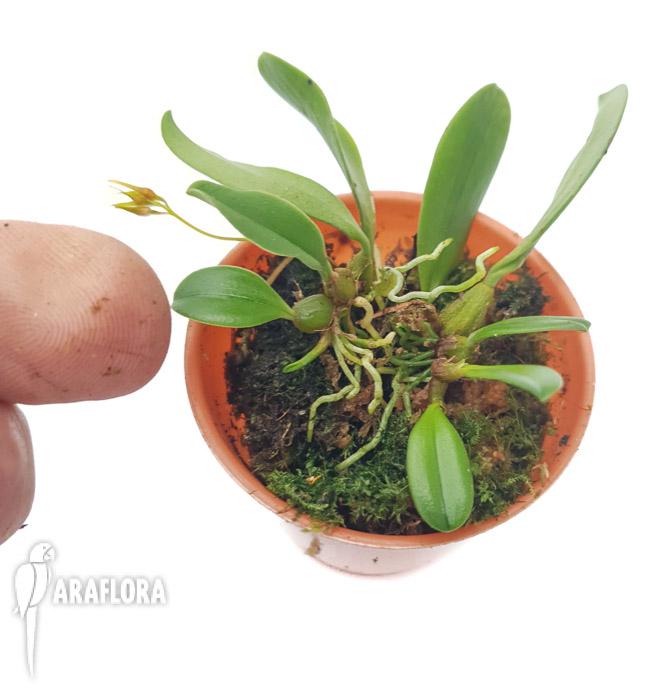 Bulbophyllum taiwanense ‘Starter’2