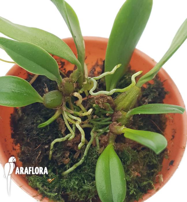 Bulbophyllum taiwanense ‘Starter’4