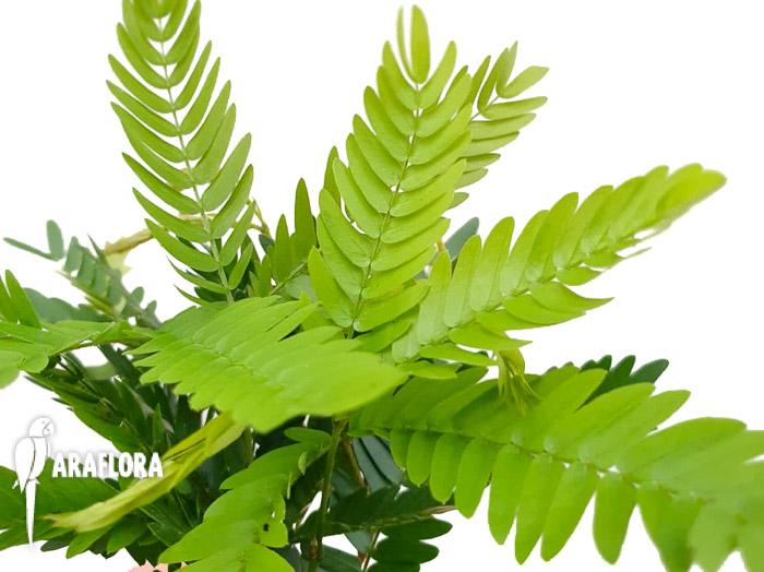 Cojoba arborea ‘Tamarin’1