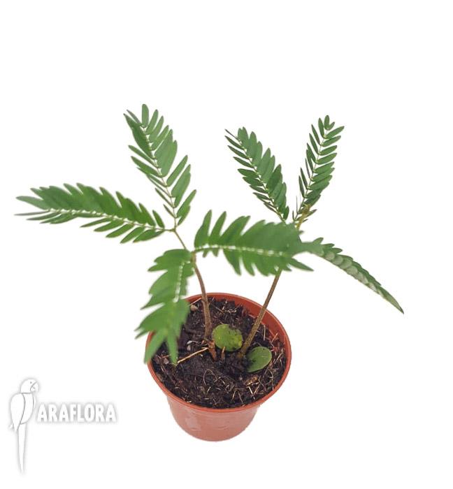 Cojoba arborea ‘Tamarin’5