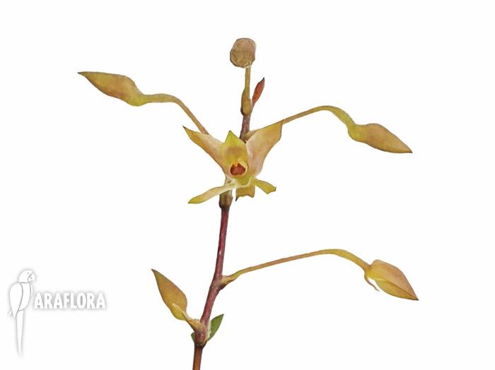 Encyclia gramatoglossa