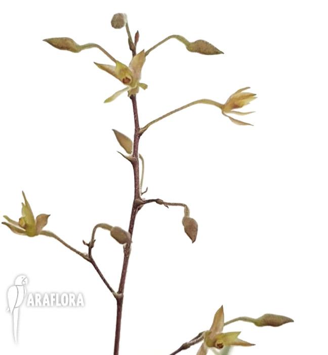 Encyclia gramatoglossa5