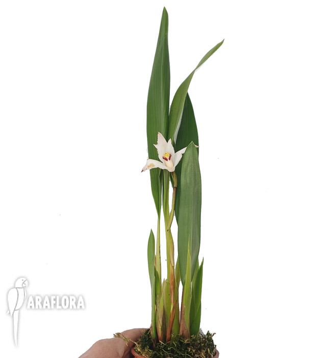 Maxillaria eburnea2