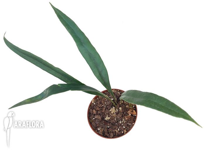 Microsorum thailandicum ‘Giant’