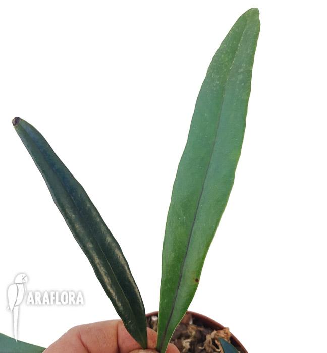 Microsorum thailandicum ‘Giant’5