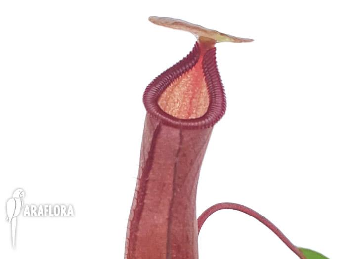Nepenthes singalana x ventricosa M