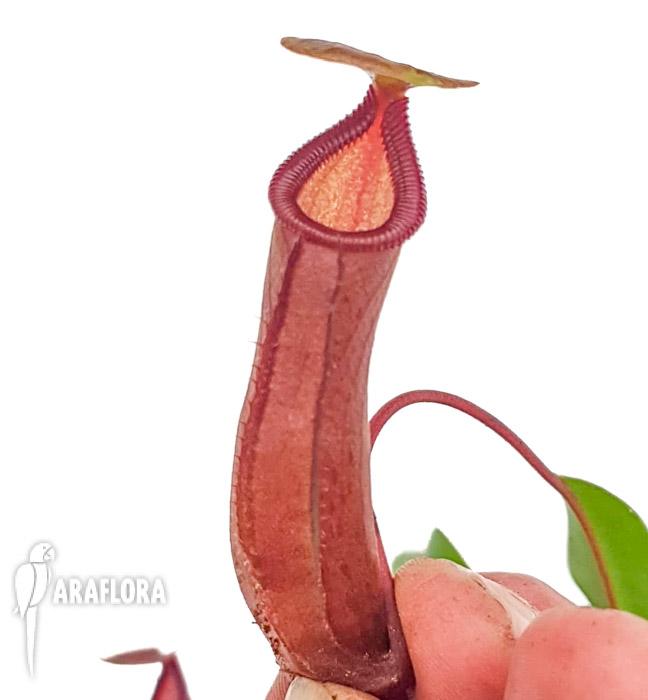 Nepenthes singalana x ventricosa M6