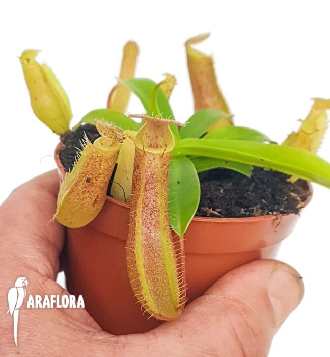 Nepenthes x linda M 3