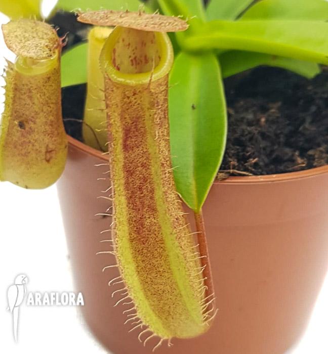 Nepenthes x linda M 4