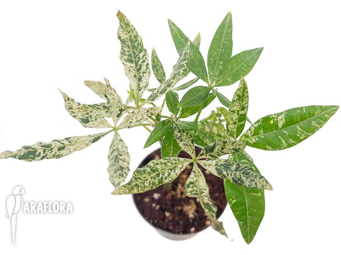 Pachira glabra ‘Milky Way’