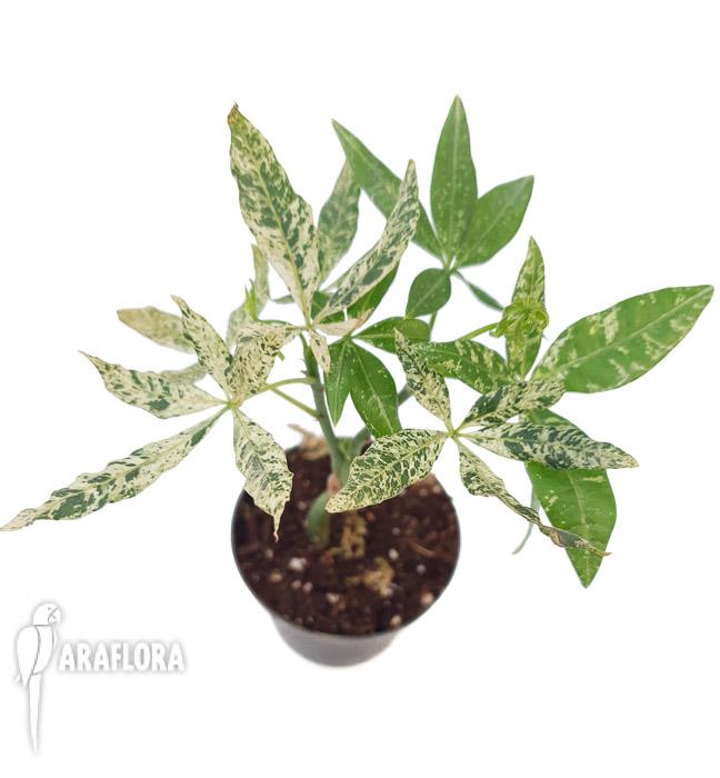 Pachira glabra ‘Milky Way’6