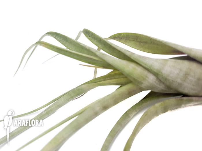 Tillandsia flexuosa ex. Suriname ‘L’