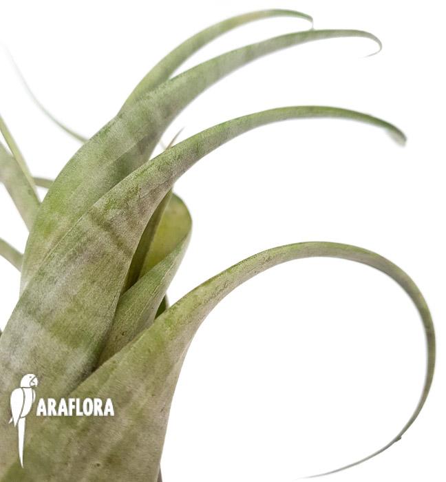 Tillandsia flexuosa ex. Suriname ‘L5