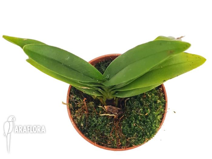 Aeranthes grandiflora