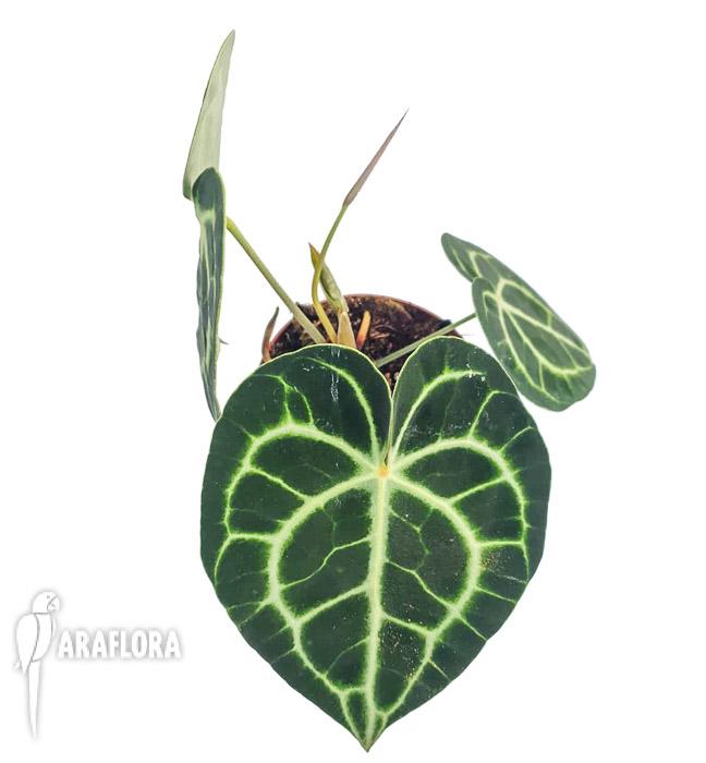 Anthurium clarinervium ‘M’